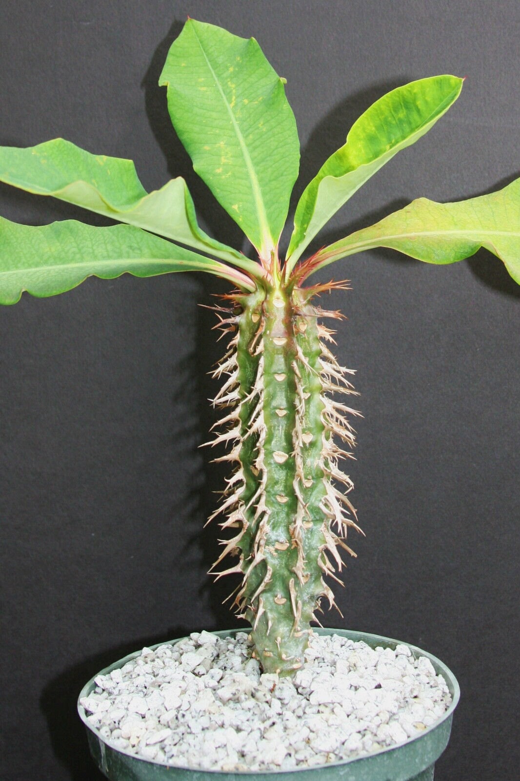 Euphorbia Viguieri 6" african rare succulent cactus plant