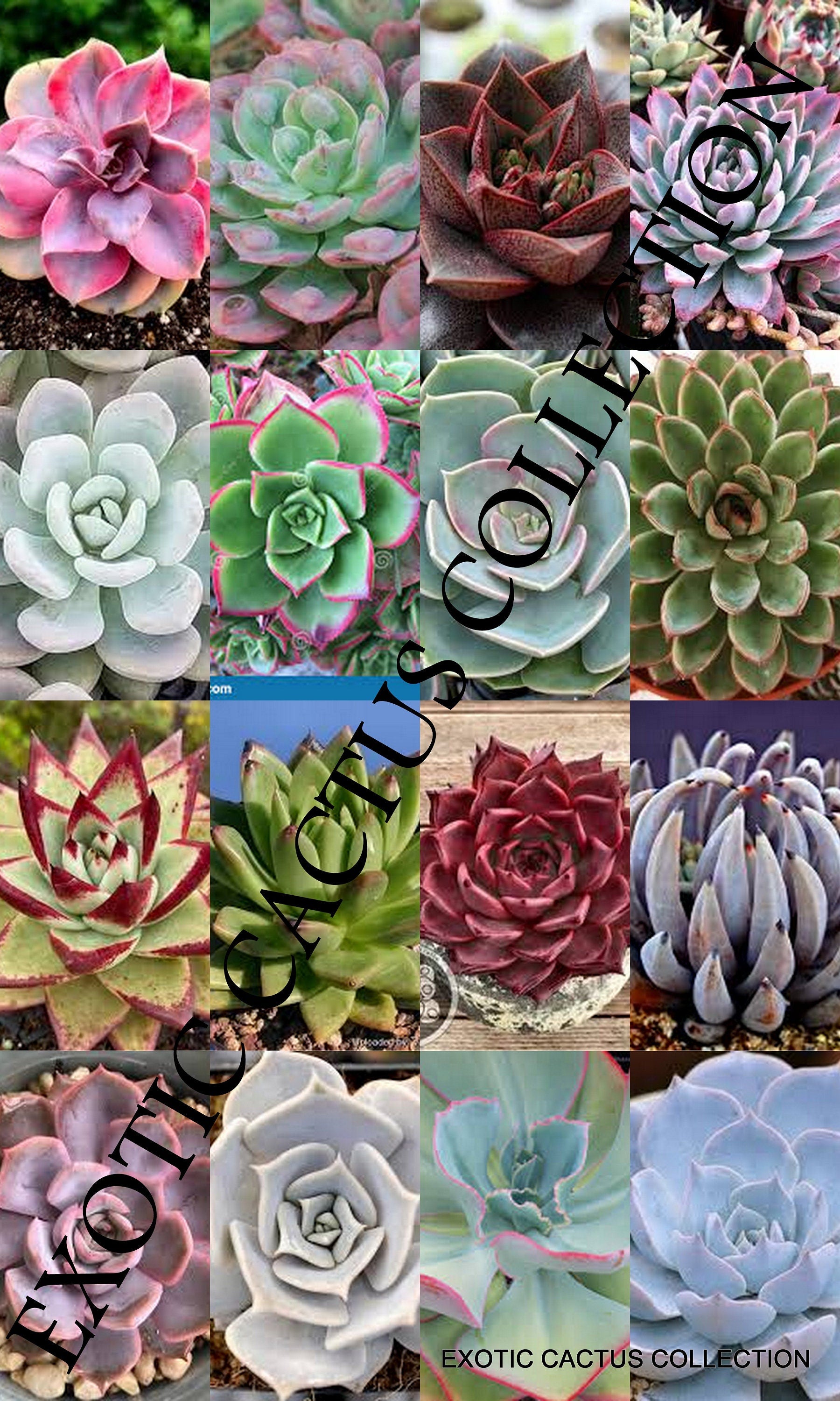 succulent variety pack Rare Echeveria Mix, exotic variety seed pack hen & chicks succulent pl – Exotic-Cactus-collection