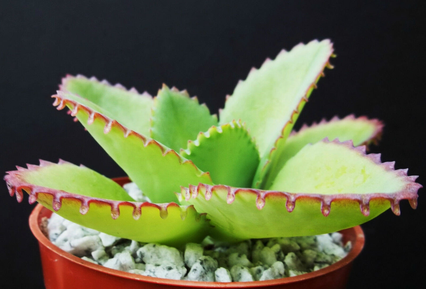 MOTHER OF THOUSANDS kalanchoe daigremontiana succulent garden plant 4"