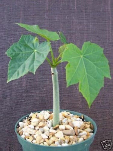 Jatrophra Curcas 6" succulent psychic nut rare garden plant