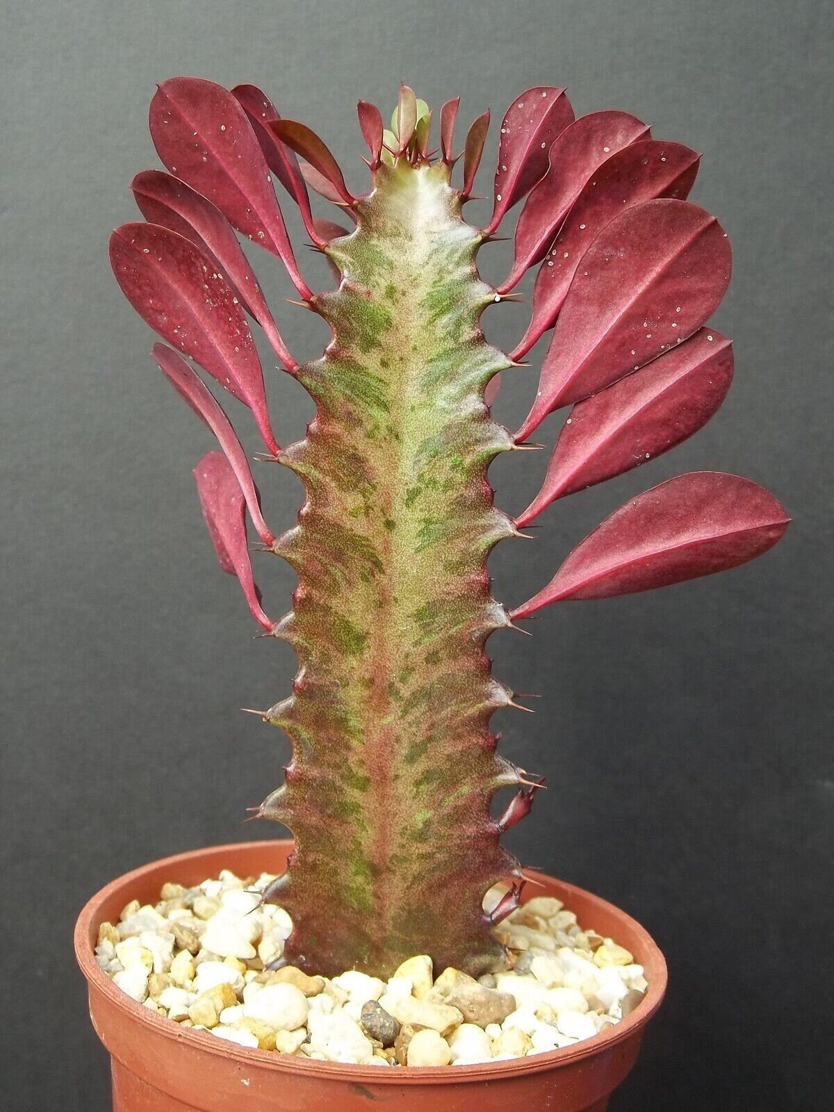 Euphorbia Trigona African Milk Tree plant succulent exotic cactus 4"
