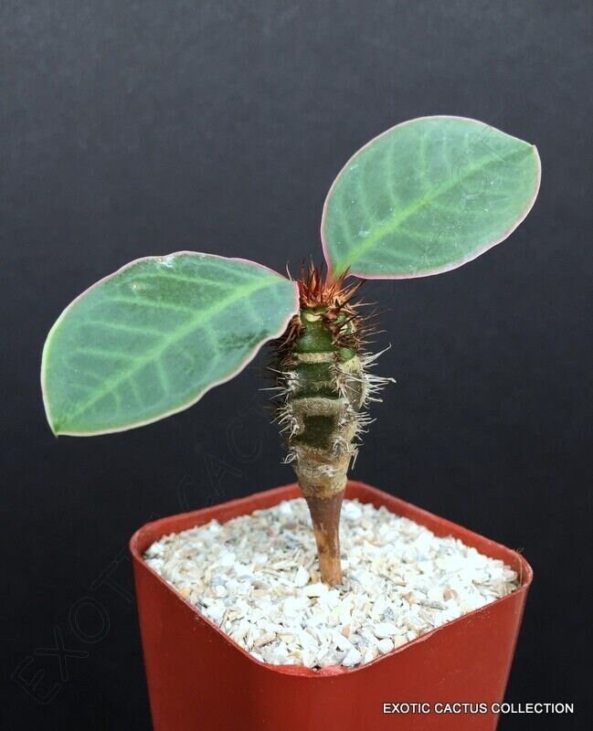 Euphorbia Neohumbertii Blue Leaf 2" plant rare african succulent cactus