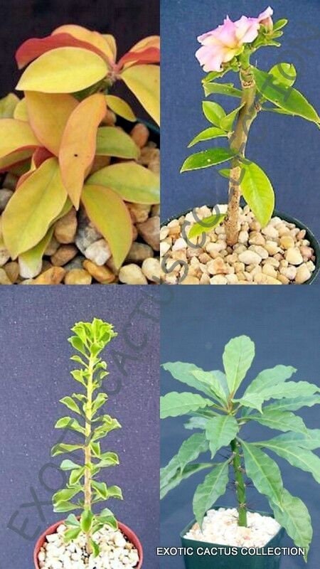 PERESKIA COLLECTION (four) variety exotic rare succulents collector plant 4" plants
