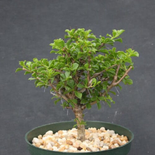 Pereskia portulacifolia, specimen rare bonsai tree abrojo cacti plant cactus 6"