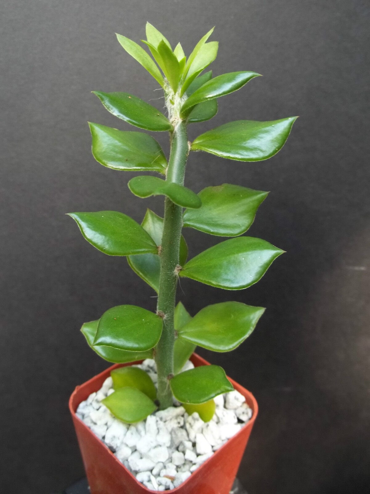 Pereskiopsis Spathula, grafting stock pereskia cactus rare graft leaf cacti 4"