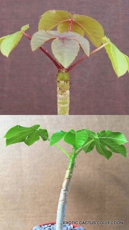 JATROPHA COLLECTION rare exotic succulent cacti plant collector combo 4" plants