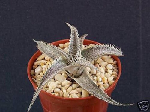 Dyckia marnier lapostollei rare succulent plant cacti 4