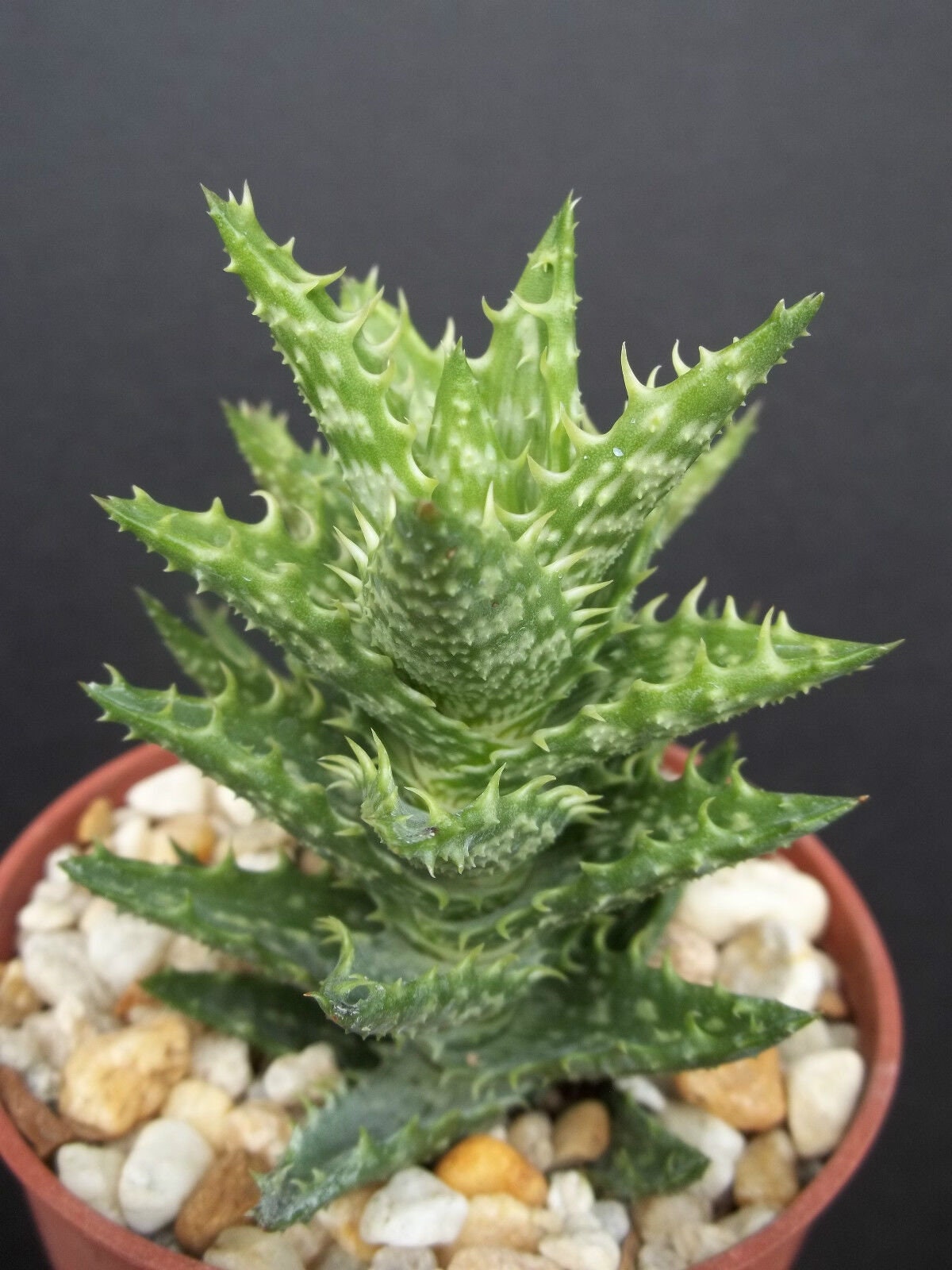 ALOE JUVENNA 4" rare succulent plant