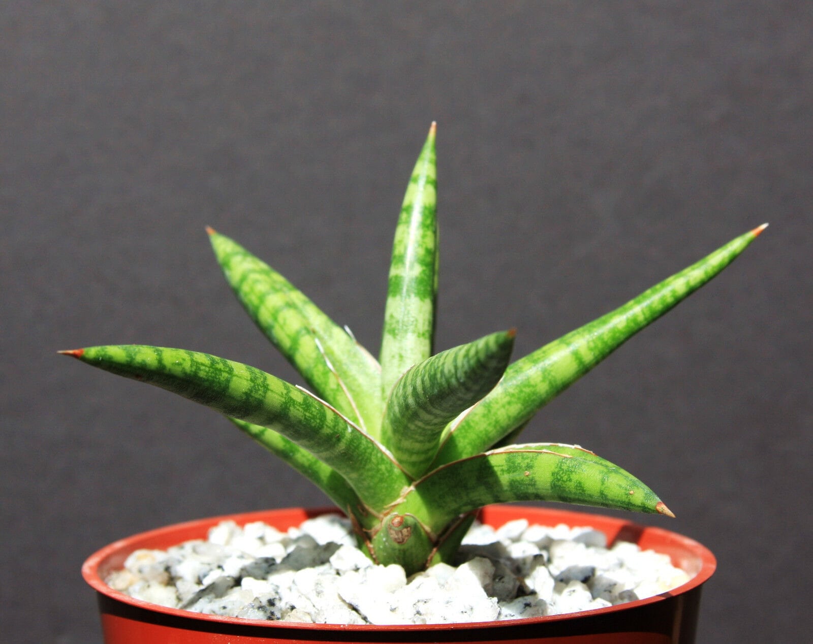 sansevieria collectors Sansevieria ballyi, exotic rare garden succulent outdoor collector pla – Exotic-Cactus-collection