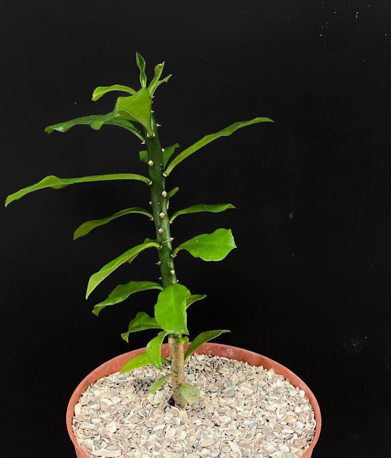 Euphorbia Neriifolia rare succulent exotic tree plant cacti 4" plant