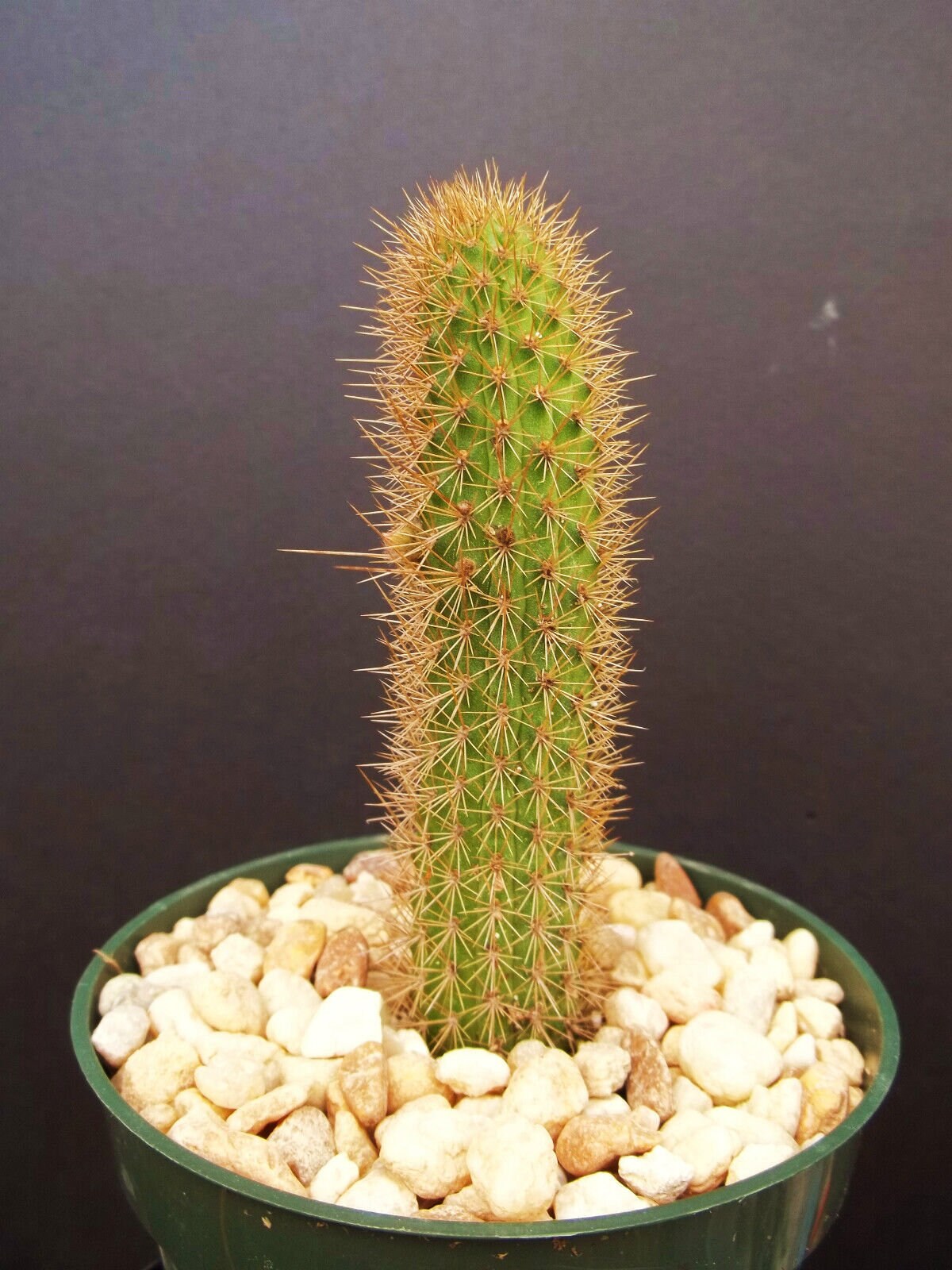 Hildewinteria Aureispina, exotic rare cacti columnar garden plant cactus 4" pot