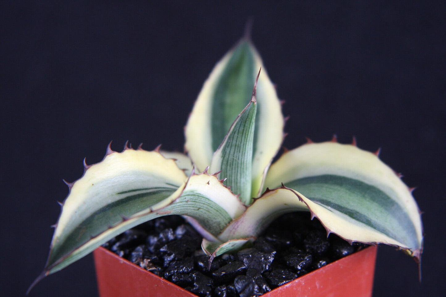 Agave lophantha quadricolor variegated 2 " rare succulent plant