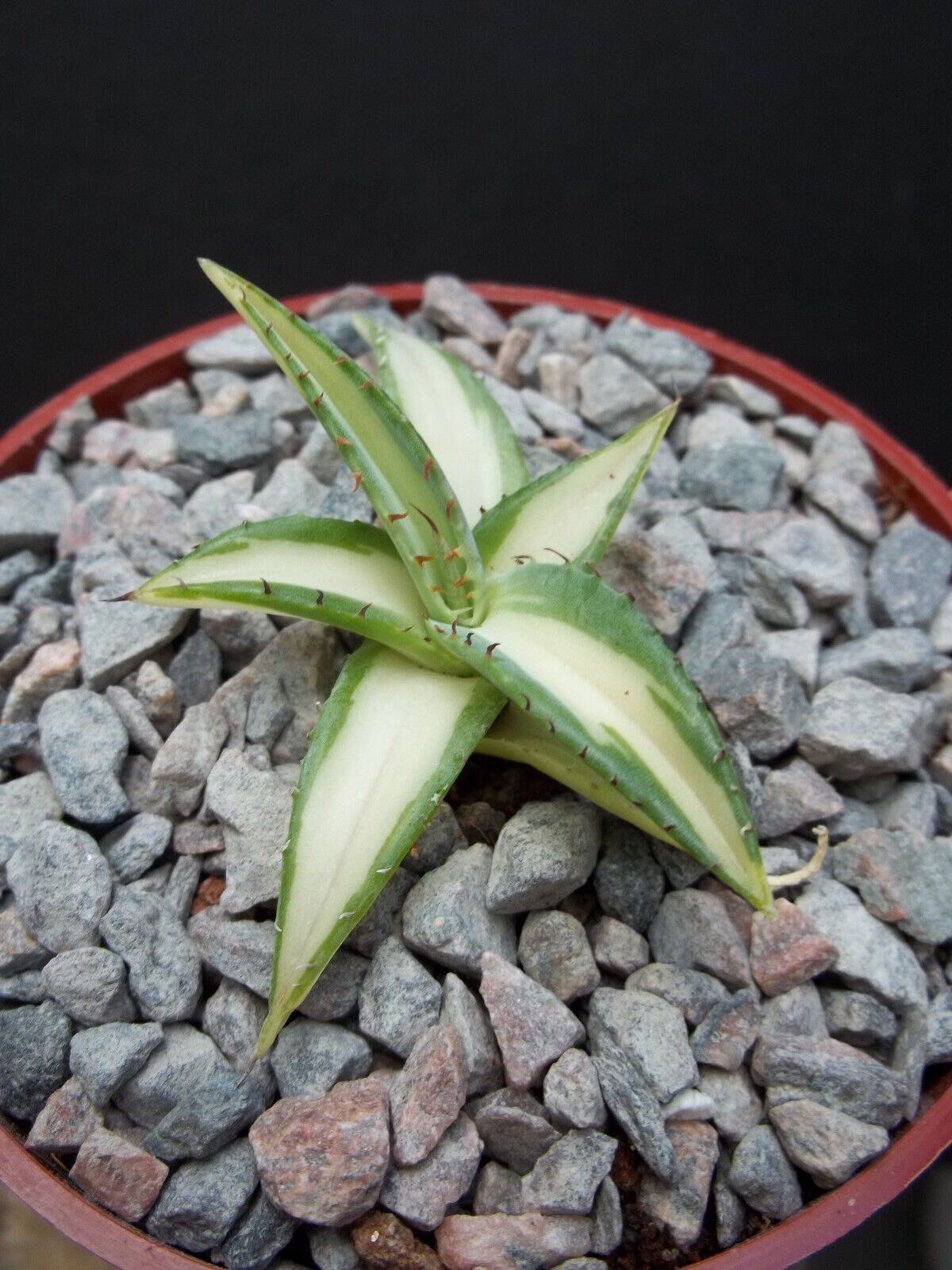 Agave Guiengola mediopicta alba variegated VERY RARE plant 4"