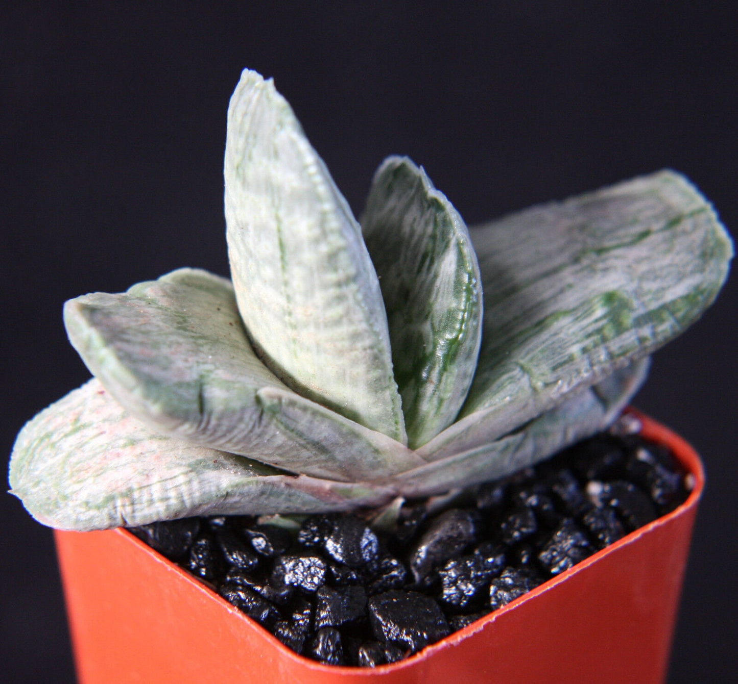 GASTERIA Sakura Fuji VARIEGATED exotic rare succulent haworthia plant 2" pot
