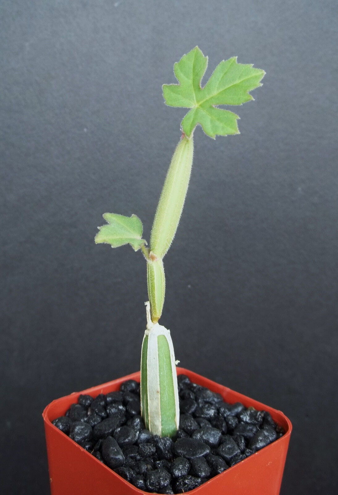 Cissus adeyana exotic 2" rare vine succulent