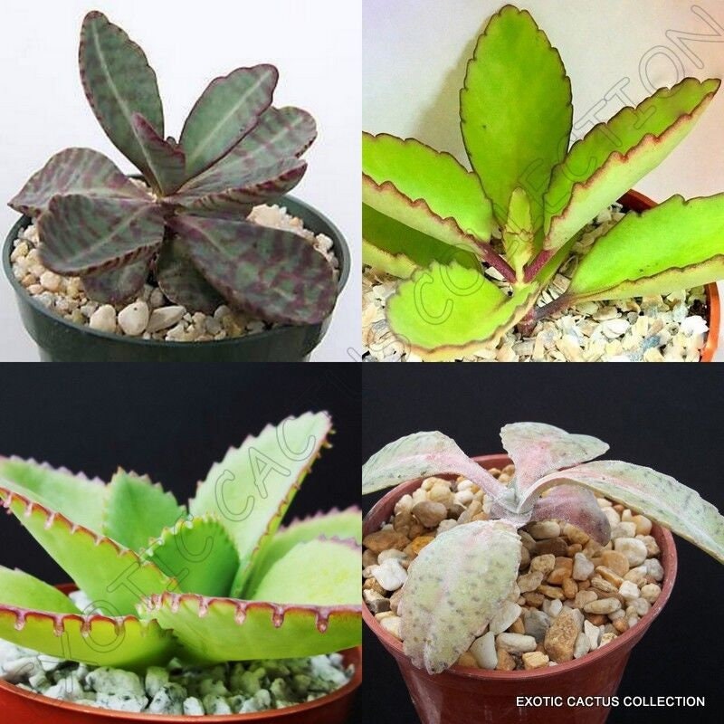 collector succulents KALANCHOE COLLECTION brophyllum variety exotic rare succulent collecto – Exotic-Cactus-collection