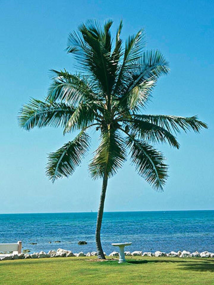 COCONUT (Green) hawaiian plant palm tree Cocos nucifera ready to pot,1 live SEED