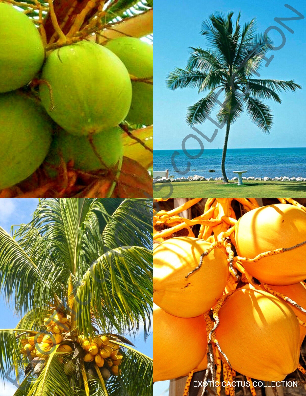 coconut palm seeds Yellow & Green coconut pack, cocos nucifera exotic palm tree seed 2 live seeds