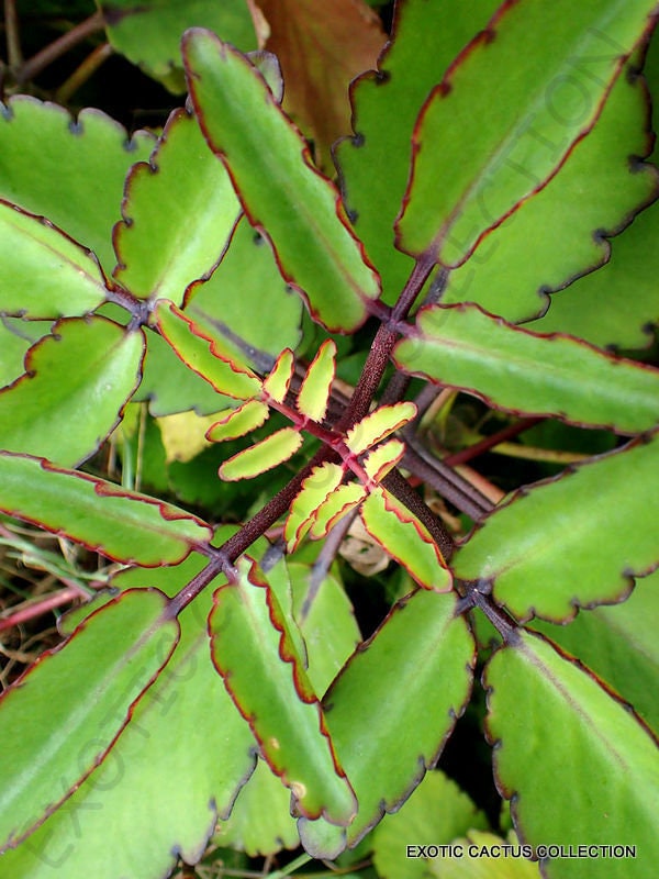 RARE KALANCHOE PINNATA miracle leaf air plants Bryophyllum Pinnatum 4" plant
