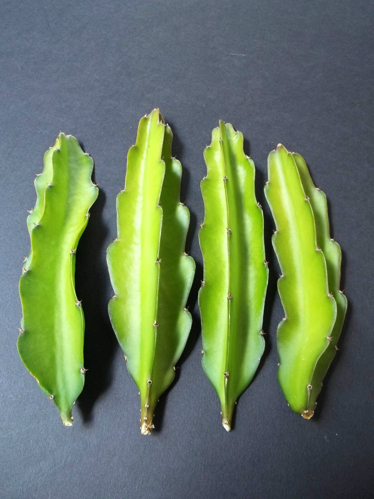 Dragon fruit cuts Hylocereus undatus grafting stock cactus plants 10 cuttings