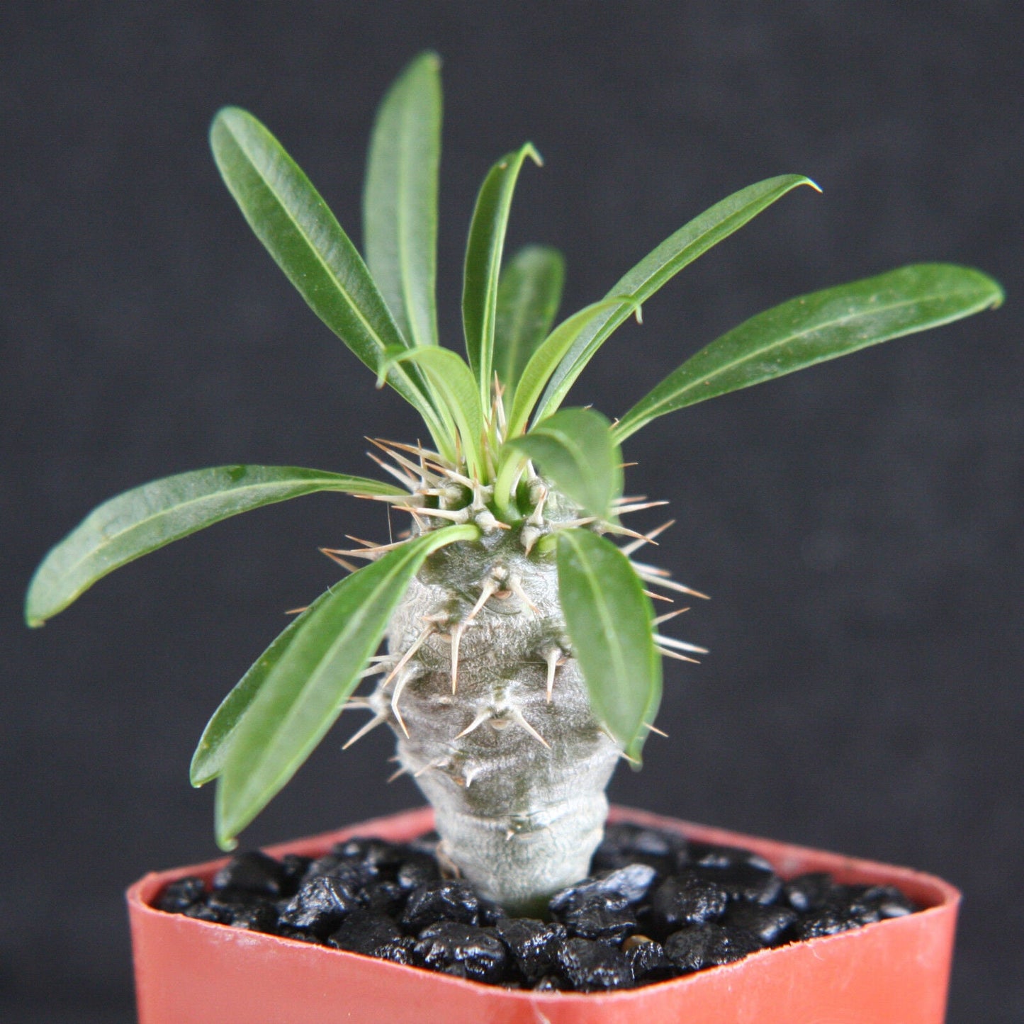 Pachypodium lamerei rare madagascar palm plant cactus cacti caudex bonsai 2" pot