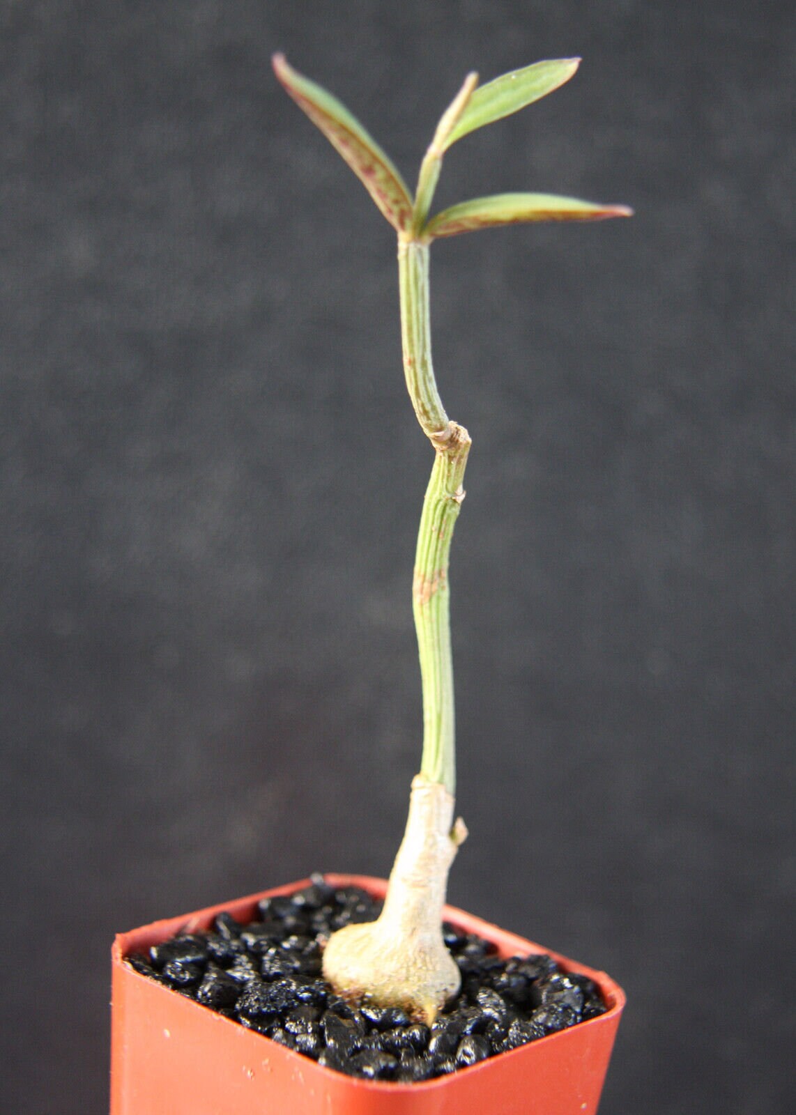 Monadenium Rubellum exotic rare cactus aloe cacti caudex euphorbia bonsai 2" pot