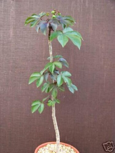 Jatropha gossypiifolia rare succulent cacti 8" pot plant