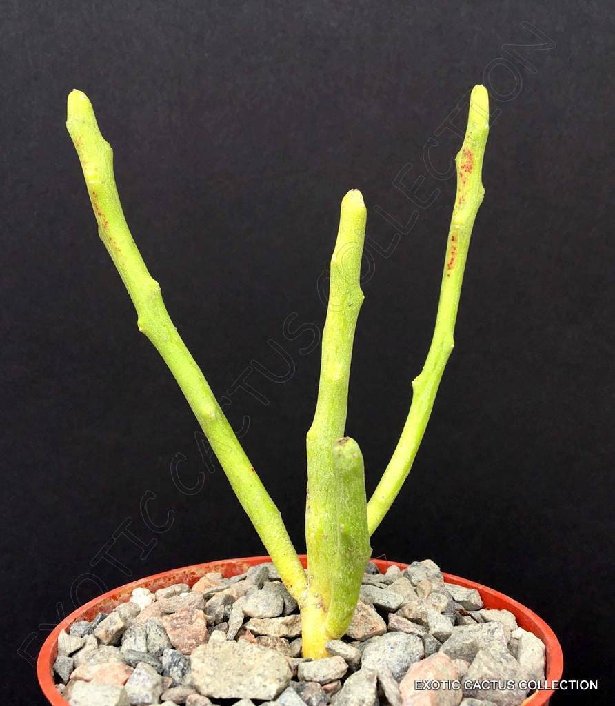EUPHORBIA FIHERENENSIS @j@ rare exotic succulent cactus plant cacti 4"