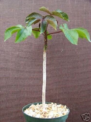 Jatropha gossypiifolia rare succulent plant cacti 6" pot