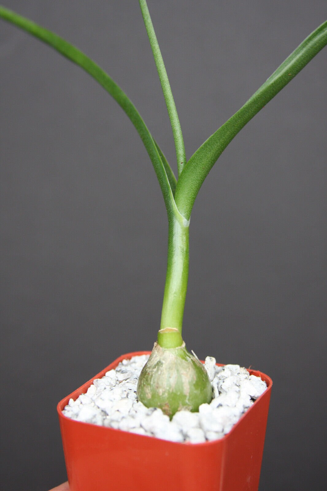 Pregnant Onion plant Ornithogalum caudatum @J@ rare exotic false sea bulb 2" pot