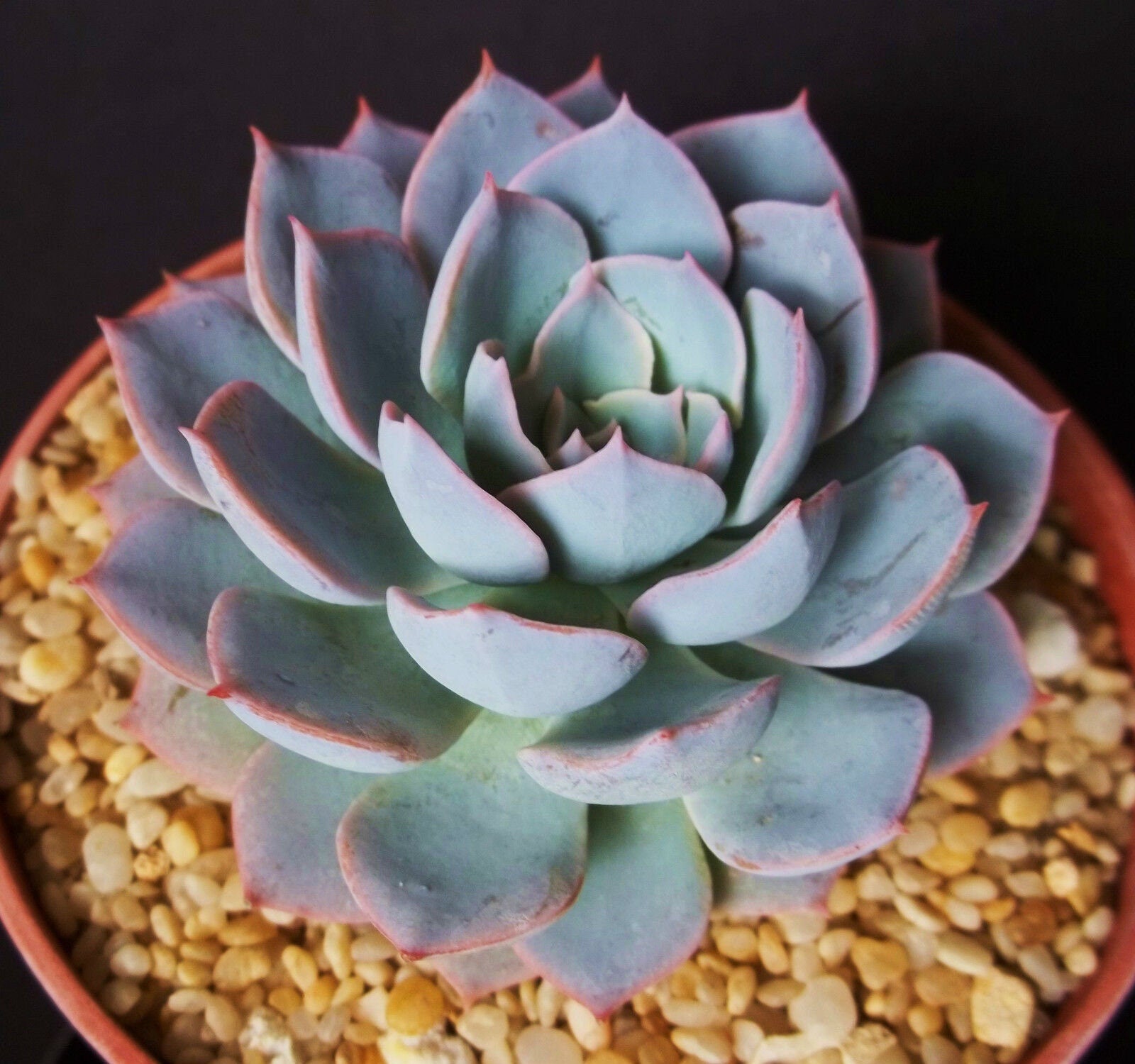 succulents exotic Echeveria cultivar subsessillis rare blue color succulent cactus plant – Exotic-Cactus-collection