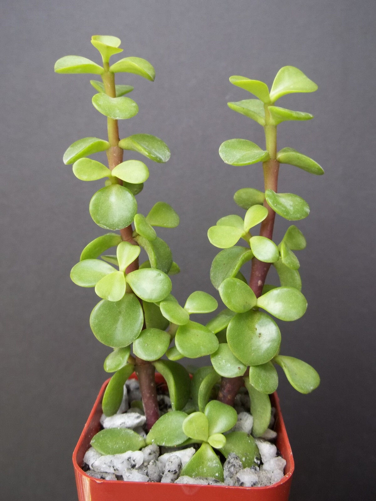 PORTUCALARIA AFFRA Green rare elephant bush mini jade tree bonsai 2" plant