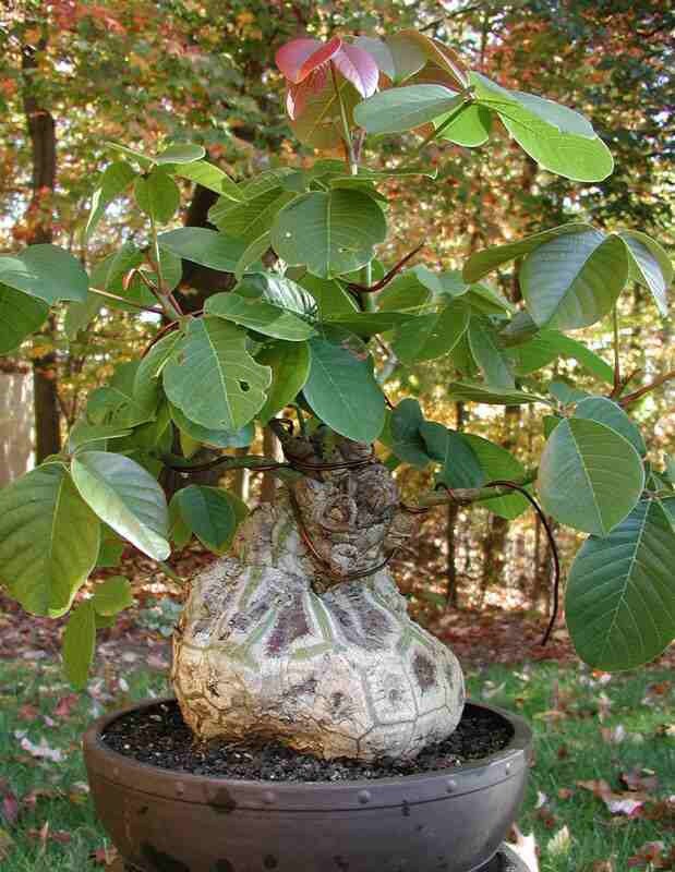 Pseudobombax Ellipticum bombax exotic shaving brush tree bottle bonsai plant 4"