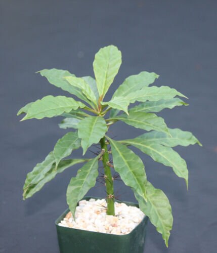 Pereskia bleo, rare cacti plant abrojo rodocactus spine cactus succulent 4" pot