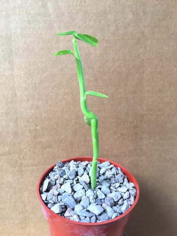 EUPHORBIA MAURITANICA @ rare exotic pencil milkbush cactus plant succulent 4"