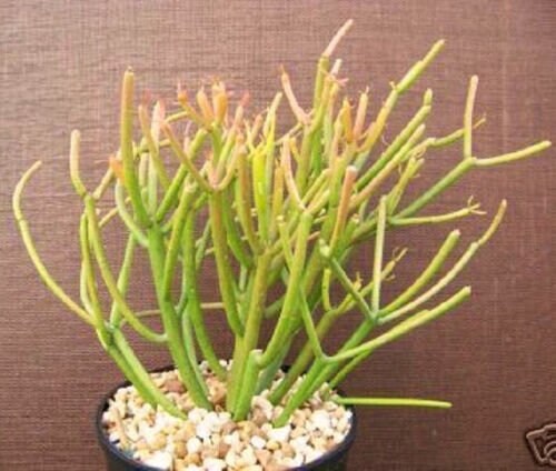 EUPHORBIA TIRUCALLI v ROSEA @J@ fire stick red pencil cactus plant succulent 6"