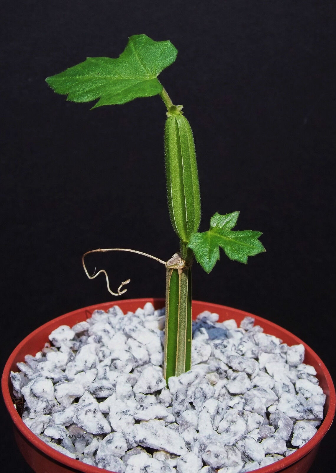 Cissus adeyana 4" vine succulent