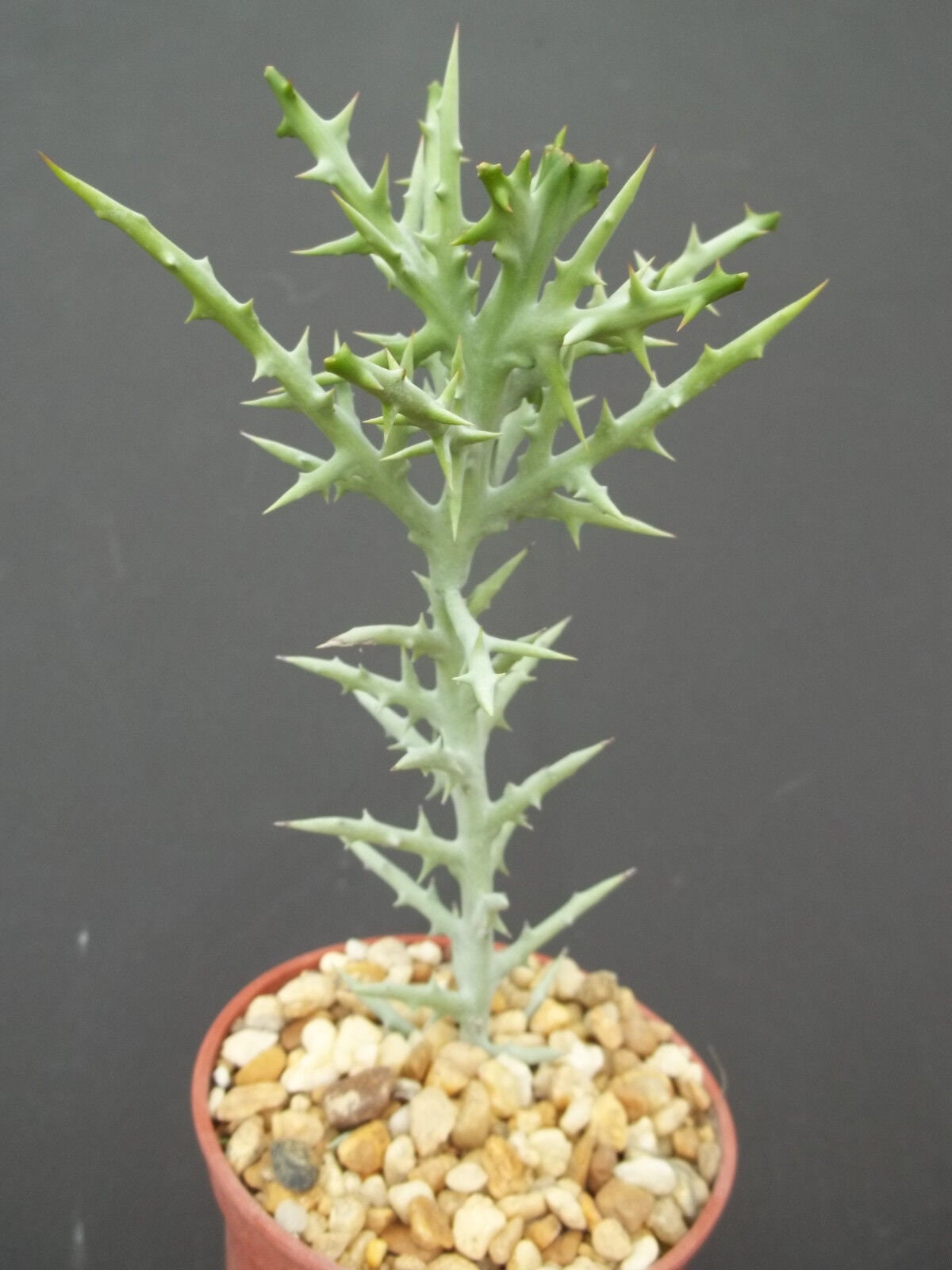 Euphorbia stenoclada exotic africa cactus plant succulent milk tree cacti 4" pot