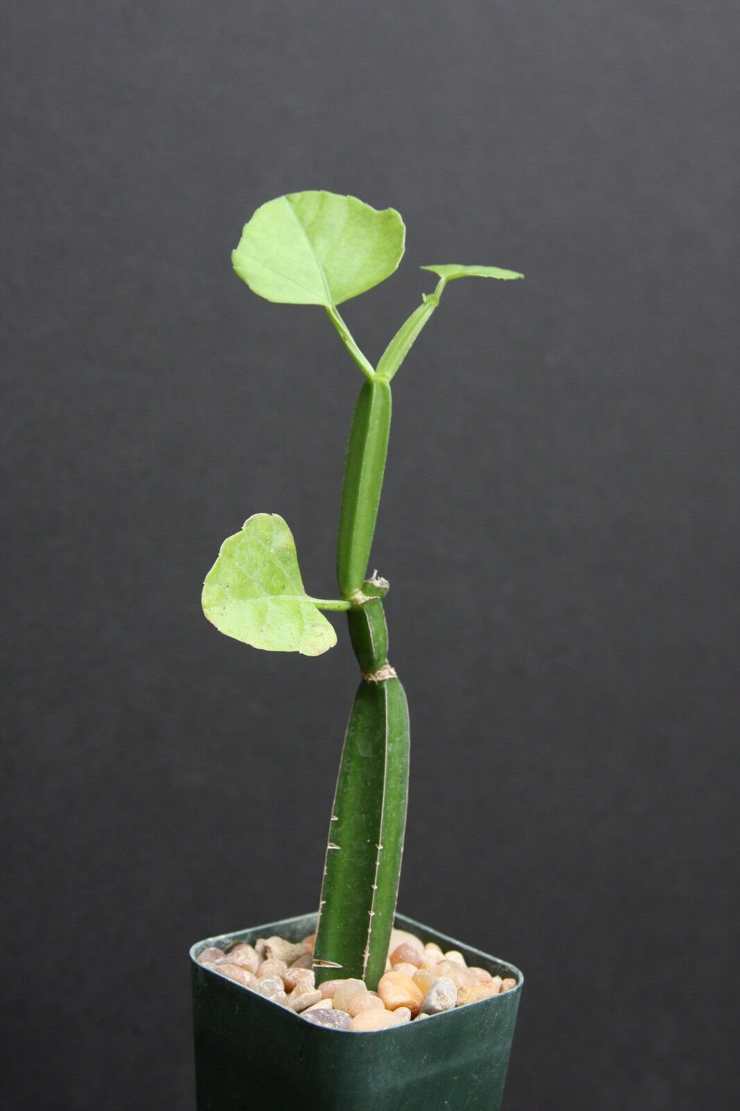 Cissus quadrangularis 2" vine succulent