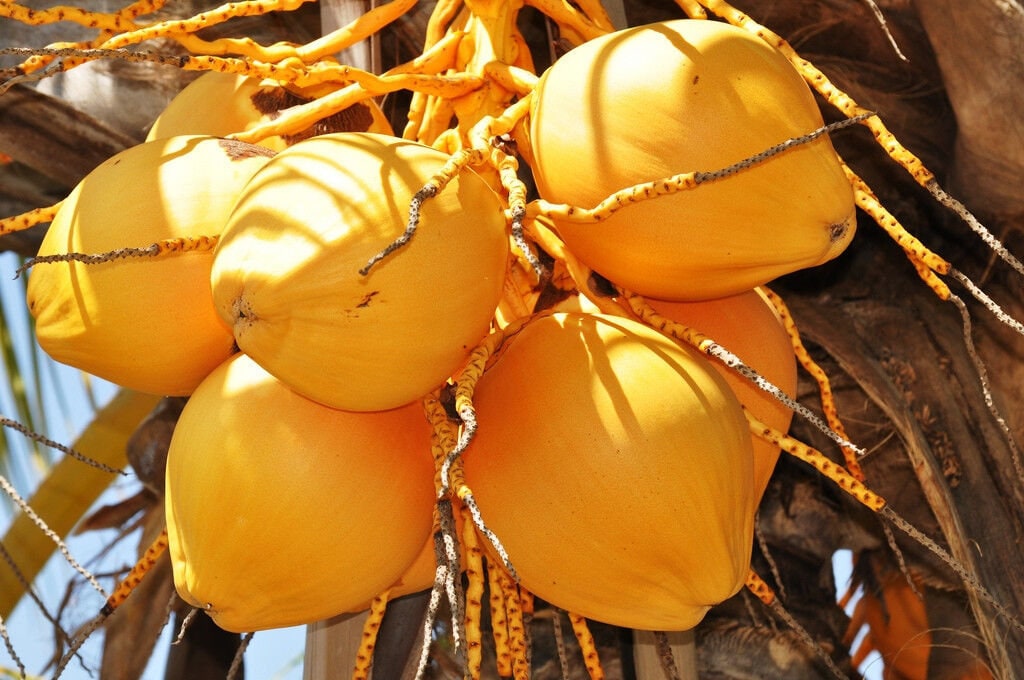 Cocos Nucifera COCONUT (YELLOW) 1 live SEED