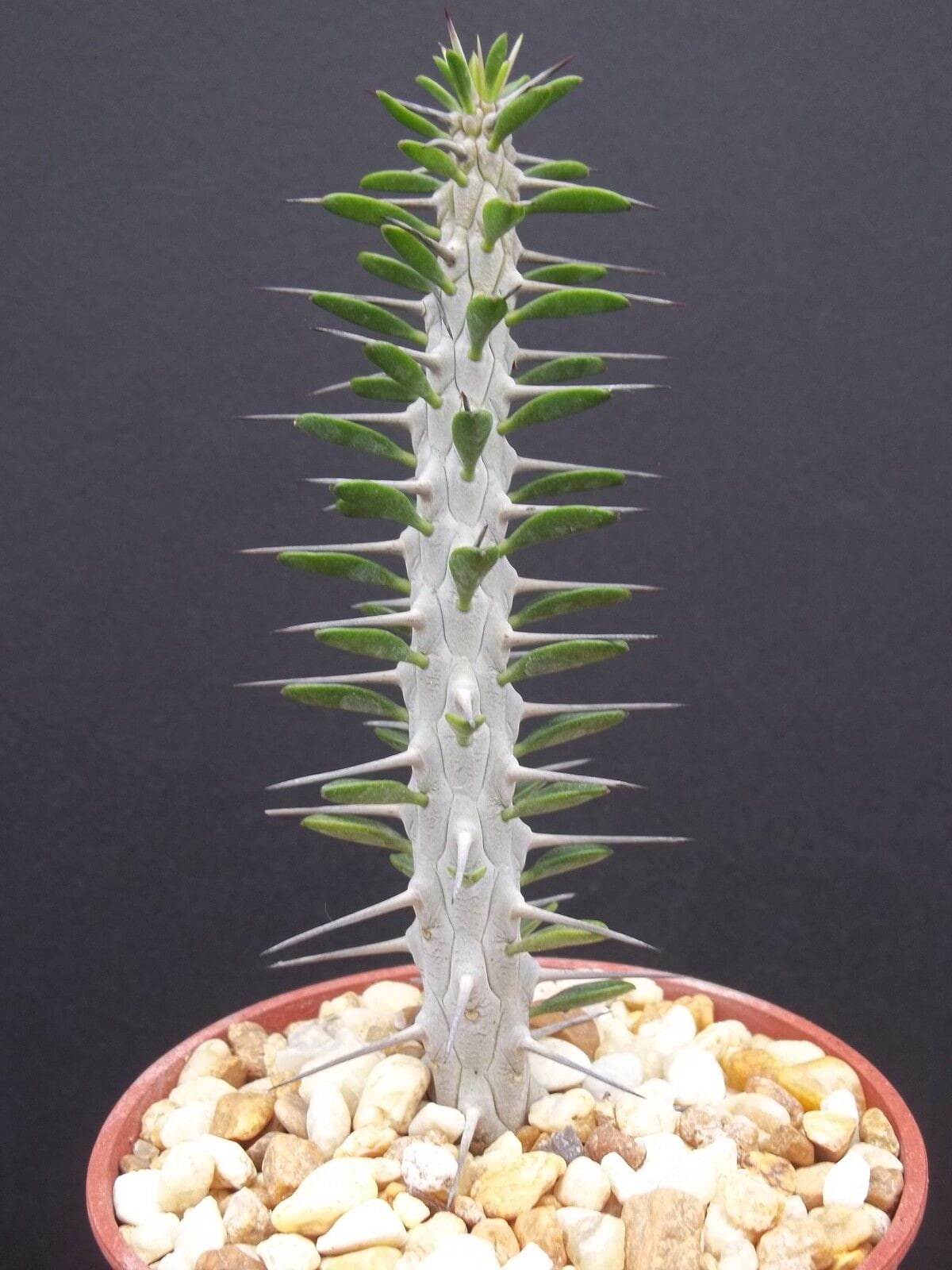 Alluaudia Procera rare madagascar ocotillo spiny plant 4"