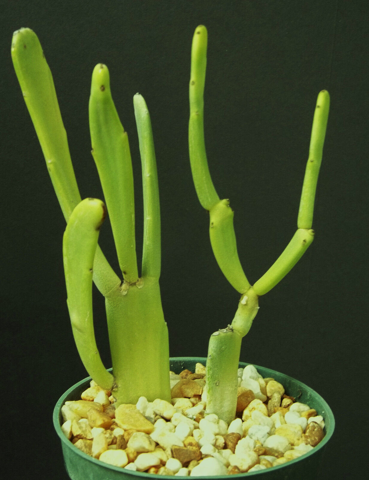 uncommon succulent plants Euphorbia Enterophora ssp. Crassa rare succulent plant exotic cactus garden 4"