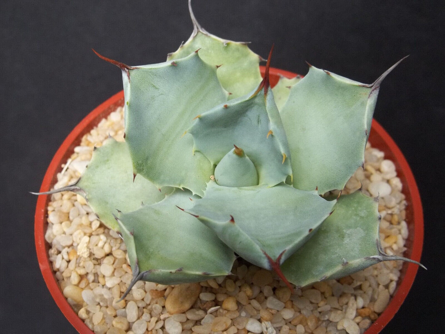 Agave pygmaea 4" rare succulent plant