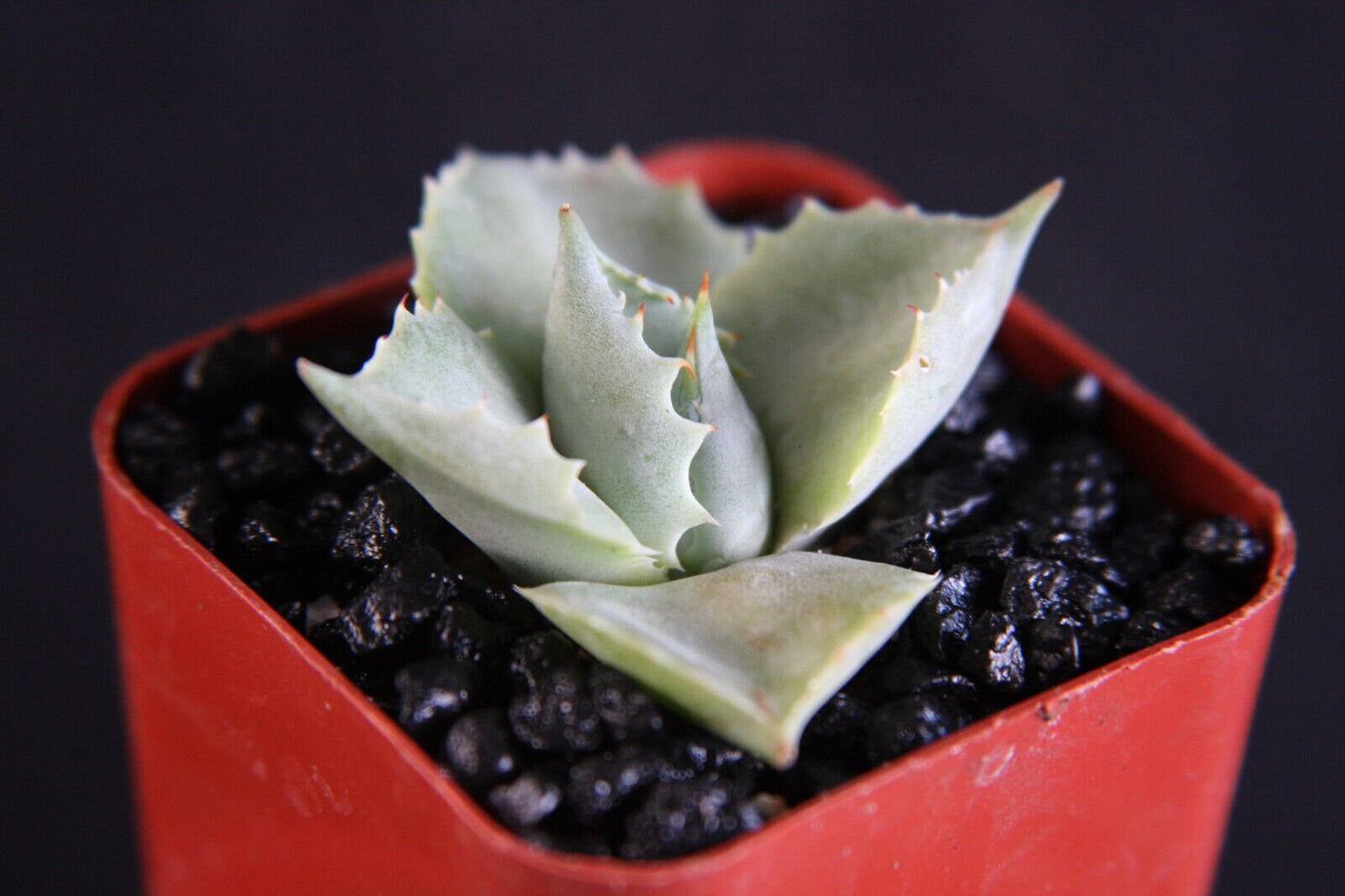 Agave isthmensis 2" rare succulent plant
