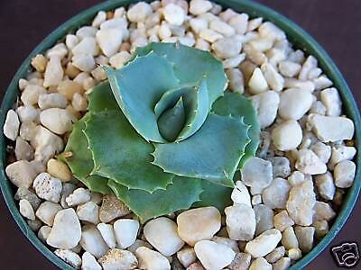 Agave isthmensis 4" rare succulent plant
