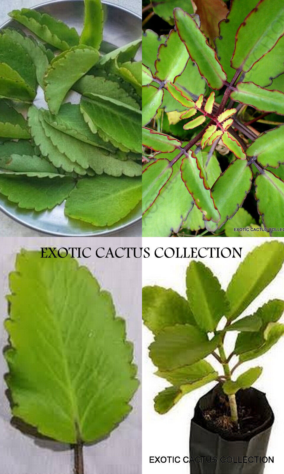 kalanchoe pinnata air plant KALANCHOE PINNATA miracle leaf air plant Bryophyllum Pinnatum 10 LEAVE – Exotic-Cactus-collection