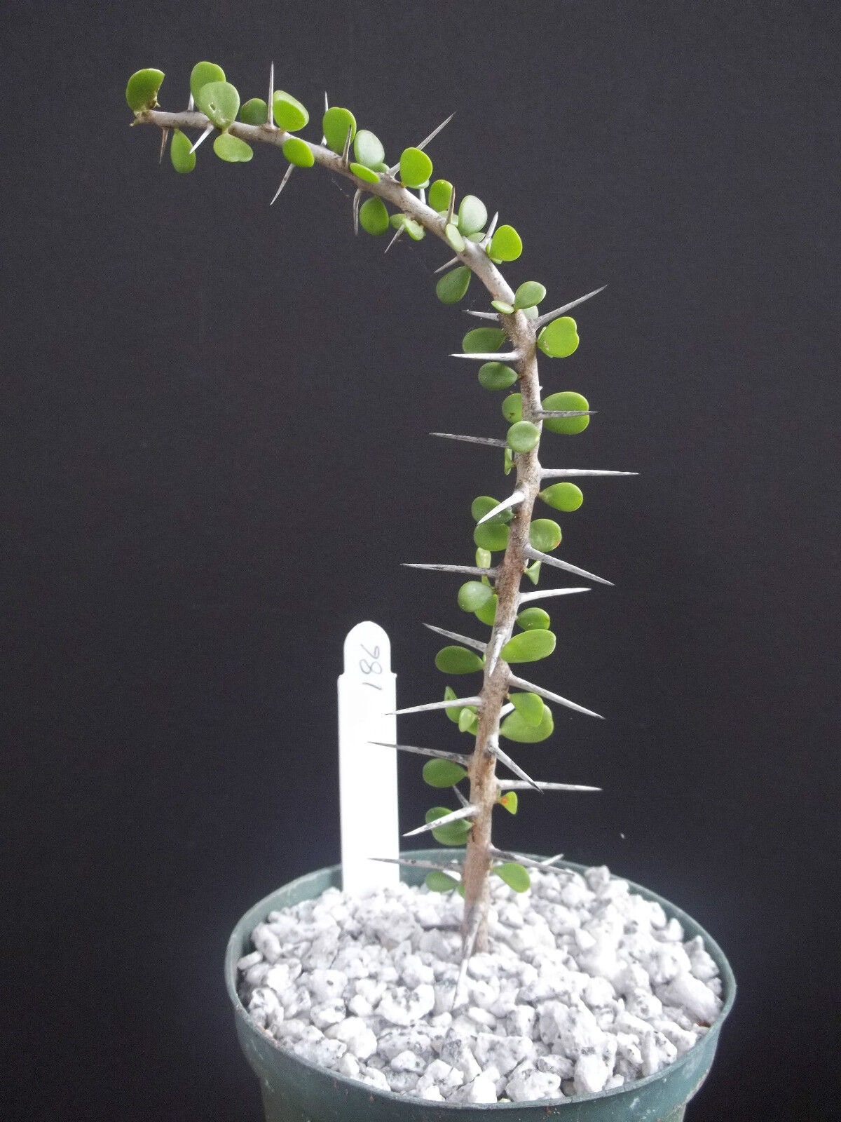 Alluaudia Humbertii madagascar ocotillo 4" plant