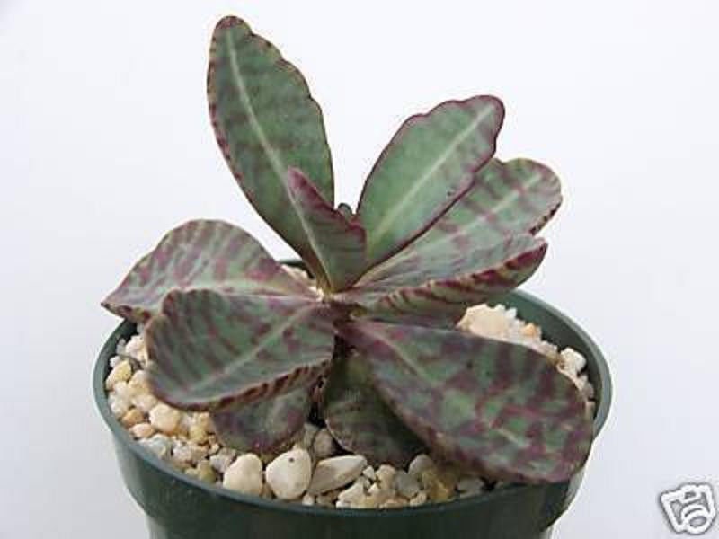 Kalanchoe humilis, rare succulent plant cactus garden cacti 4"