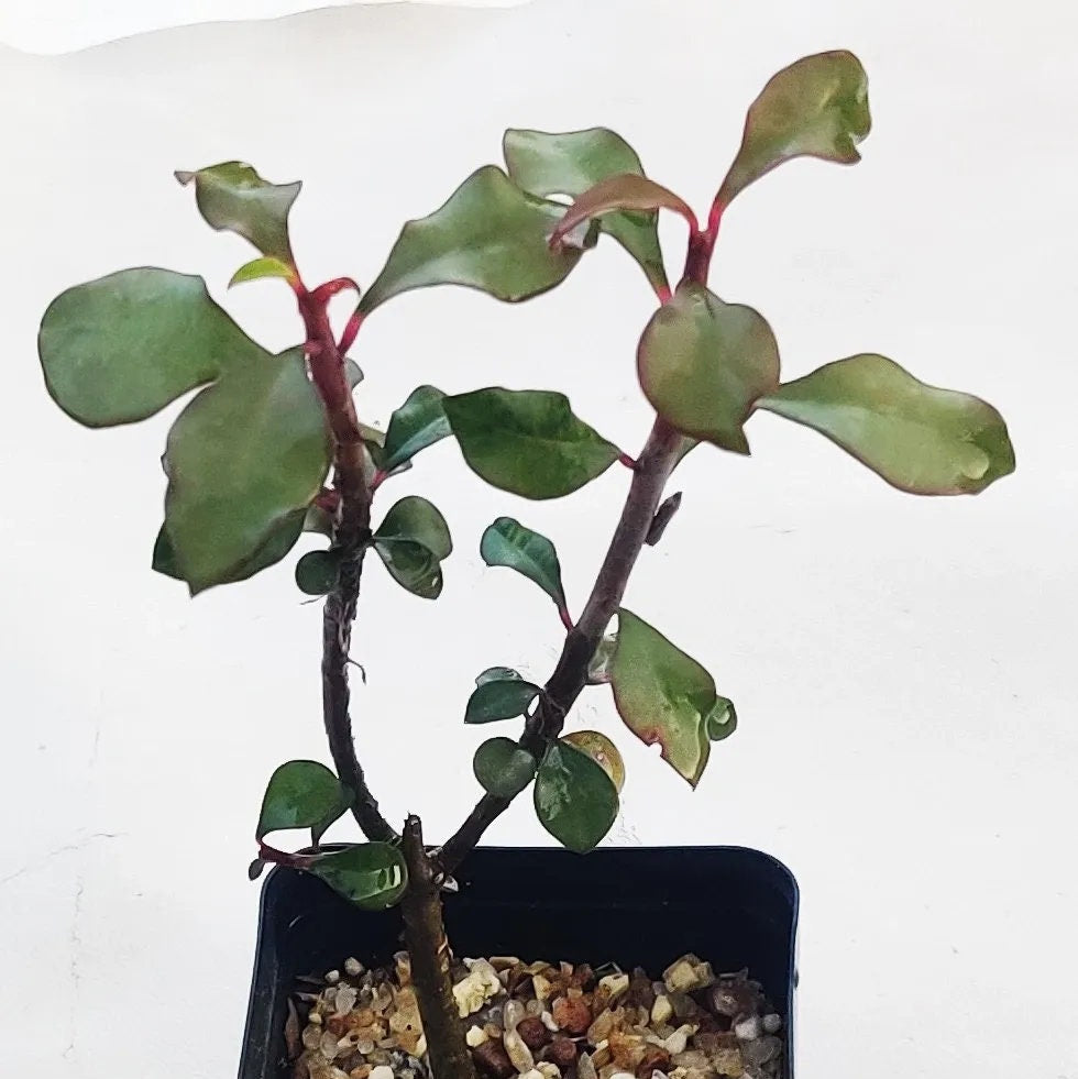 Euphorbia Geroldii @@ spineless red flower rare succulent exotic plant cacti 4"