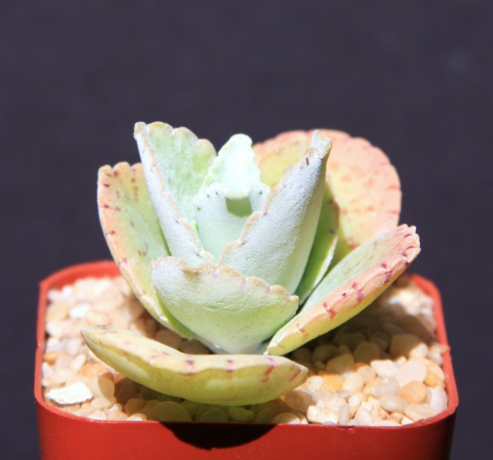 donkey ears succulent plant Kalanchoe Gastonis Bonnieri Donkey ear plants succulent plant cacti 2" – Exotic-Cactus-collection